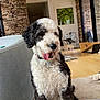 dog, curly_fur, black_and_white, indoor, living_room, couch, rug, wooden_floor, stone_wall, modern_furniture, plush_toy, tongue_out, pet, canine, home_interior, collar, decor, cozy, seated, playful