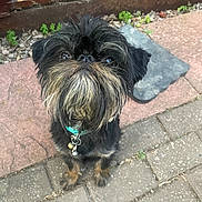 Bozzie joined the competition — help win amazing prizes! dog, small_dog, black_dog, beard, collar, pet, outdoor, pavement, garden, curious, looking_up, cute, fur, animal, ears, whiskers, nose, bells, closeup, pavement_stones