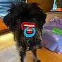Bozzie is registered to the contest to win money with this photo: dog, indoor, wooden_floor, blurry, black_dog, pacifier, funny, pet, animal, fur, collar, toy, mouth, background, window_blinds, furniture, floor, home, cute, domestic