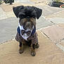 Bozzie joined the competition — help win amazing prizes! dog, small_dog, pet, outdoor, stone_patio, clothing, bow_tie, plaid, black_dog, sitting, animal, cute, fancy, portrait, beard, fur, ears, face, nature, garden