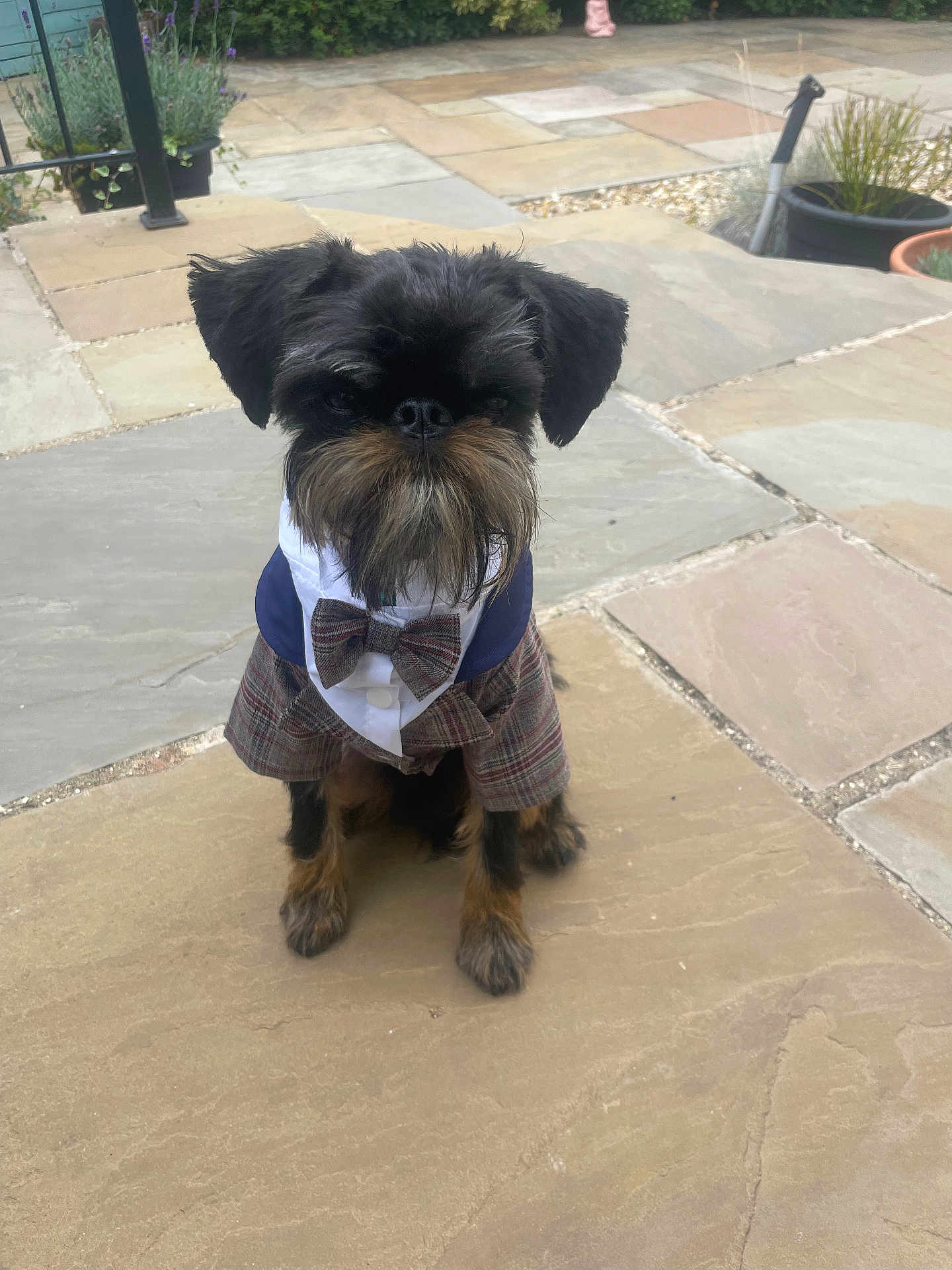 Bozzie joined the competition — help win amazing prizes! dog, small_dog, pet, outdoor, stone_patio, clothing, bow_tie, plaid, black_dog, sitting, animal, cute, fancy, portrait, beard, fur, ears, face, nature, garden