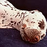 Bluebell a rejoint le concours — aidez-le/la à gagner de superbes lots ! animal, close_up, cute, dalmatian, dark_background, dog, fur, indoors, lying_down, nose, pet, photography, portrait, relaxed, resting, sleeping, snout, spotted, tongue, whiskers