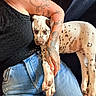 Bluebell participe au concours pour gagner de l'argent avec cette photo : animal, black_clothing, canine, companionship, cuddling, dalmatian, dog, floppy_ears, indoors, jeans, lap, person, pet, pink_nose, portrait, puppy, relaxed, sleeping, spotted_coat, tattoos