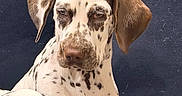 Bluebell a rejoint le concours — aidez-le/la à gagner de superbes lots ! animal, black_spots, brown_eyes, closeup, couch, dalmatian, dog, floppy_ears, funny, furniture, home, indoors, lying_down, pet, portrait, puppy, seated, second_dog, spotted_coat, white_fur