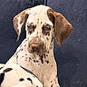 animal, black_spots, brown_eyes, closeup, couch, dalmatian, dog, floppy_ears, funny, furniture, home, indoors, lying_down, pet, portrait, puppy, seated, second_dog, spotted_coat, white_fur