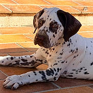 Bluebell a rejoint le concours — aidez-le/la à gagner de superbes lots ! animal, black_and_white, brown_eyes, cute, dalmatian, dog, floppy_ears, front_paws, looking_at_camera, lying_down, outdoor, patio, pet, portrait, puppy, relaxed, short_hair, spotted, terracotta_tiles, warm_light
