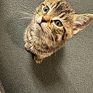 Twin joined the competition — help win amazing prizes! animal, cat, curious, cute, domestic_cat, ears, feline, floor, fur, gray_rug, indoor, kitten, looking_up, pet, portrait, sitting, small, tabby, whiskers, young