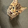 Twin is registered to the contest to win money with this photo: animal, carpet, cat, cute, ears, eyes, feline, floor, fur, home, indoor, kitten, looking_up, mouth, pet, small, tabby, texture, whiskers, young