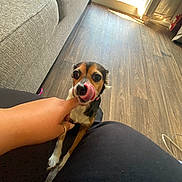 Nala is registered to the contest to win money with this photo: animal, couch, cute, dog, domestic, finger, floor, hand, home, indoor, legs, licking, person, pet, playing, small_dog, sunlight, tongue, window, wooden_floor