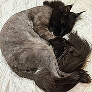 Sokka is registered to the contest to win money with this photo: cat, sleeping, curled_up, bed, quilt, fur, animal, pet, resting, cozy, black_fur, shaved_body, mane, tail, whiskers, ears, indoor, quiet, relaxed, cute