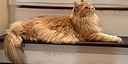 Mikhail joined the competition — help win amazing prizes! animal, cat, cute, domestic_cat, feline, fluffy, fur, home, indoor, long_hair, looking_away, orange_cat, pet, relaxed, resting, side_view, stairs, tail, whiskers, wooden_stairs