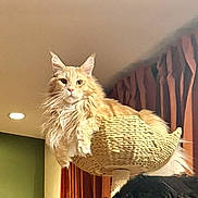 Mikhail is registered to the contest to win money with this photo: animal, cat, cozy, curtains, domestic_cat, ears, fluffy, fur, furniture, home, indoor, light, orange_cat, perch, pet, portrait, relaxed, resting, whiskers, woven_basket