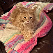 Mikhail joined the competition — help win amazing prizes! animal, blanket, cat, cozy, cute, domestic_cat, feline, fluffy, fur, indoor, leather_couch, mammal, orange_cat, paw, pet, portrait, relaxed, resting, striped_blanket, whiskers