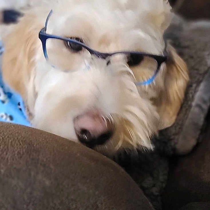 Scout is registered to the contest to win money with this photo: dog, glasses, fluffy, closeup, nose, blue_blanket, brown_surface, pet, indoors, cute, fur, eyewear, animal, resting, cozy, portrait, mammal, domestic_animal, face, laying_down