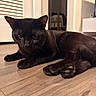 Ego joined the competition — help win amazing prizes! black_cat, cat, indoor, wooden_floor, pet, animal, feline, yellow_eyes, close_up, laying_down, alert, fur, whiskers, ears, paws, relaxed, home, domestic_cat, floor, cute
