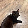 black_cat, cat, indoor, wooden_floor, pet, feline, animal, curious_eyes, yellow_eyes, fur, laying_down, looking_up, floor, domestic_cat, cute, whiskers, ears, paws, relaxed, home
