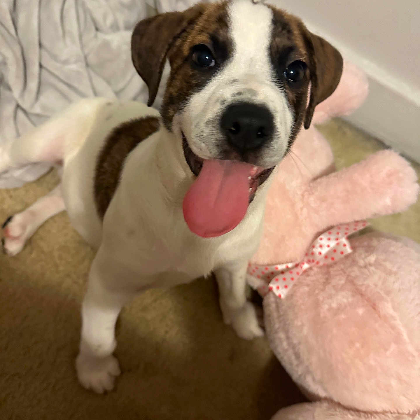 Sonny joined the competition — help win amazing prizes! puppy, dog, tongue_out, happy, pet, indoor, carpet, stuffed_toy, pink, plush, blanket, cute, playful, animal, young, canine, smiling, fur, ears, floor