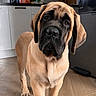 Bridget Jones a rejoint le concours — aidez-le/la à gagner de superbes lots ! animal, black_muzzle, brown_fur, cabinet, canine, closeup, curious, dog, domestic, ears, floor, indoor, kitchen, looking, pet, puppy, refrigerator, standing, wooden_floor, young