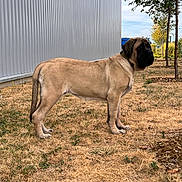 Bridget Jones participe au concours pour gagner de l'argent avec cette photo : animal, background, brown, calm, canine, collar, daytime, dog, fence, grass, large_dog, nature, outdoor, pet, quiet, sky, standing, sunlight, tree, yard