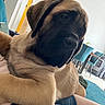 dog, puppy, indoor, pet, animal, lounge, lap, furniture, chair, table, floor, blanket, human_leg, blue_rug, canine, companion, relaxing, brown_fur, black_muzzle, domestic