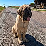 puppy, dog, road, asphalt, shadow, rural, farm, building, sky, sunlight, outdoor, animal, cute, young, pet, tongue_out, daytime, nature, grass, fence