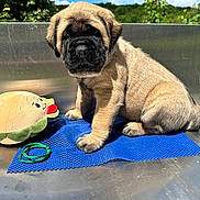 Bridget Jones a rejoint le concours — aidez-le/la à gagner de superbes lots ! puppy, dog, outdoor, blue_mat, plush_toy, taco_toy, greenery, sunlight, metal_surface, cute, young_dog, pet, animal, sitting, playful, furry, nature, toy, bright, daytime