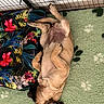 Bridget Jones participe au concours pour gagner de l'argent avec cette photo : puppy, dog, sleeping, paw_print, carpet, dog_bed, floral_pattern, enclosure, relaxed, pet, indoor, canine, cute, brown_fur, animal, resting, cozy, young_dog, fur, paw