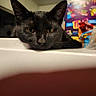 Jack joined the competition — help win amazing prizes! black_cat, cat, feline, animal, pet, close_up, portrait, yellow_eyes, pointed_ears, whiskers, staring, indoor, kitchen, appliance, refrigerator, food_packaging, colorful_background, resting, fur, photography