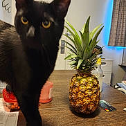 Jack joined the competition — help win amazing prizes! cat, black_cat, animal, pet, feline, golden_eyes, large_ears, whiskers, standing, indoor, table, pineapple, fruit, houseplant, kitchen, dining_area, wooden_surface, credit_card, curtains, portrait