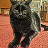 Jack is registered to the contest to win money with this photo: black_cat, cat, feline, pet, animal, fur, whiskers, ears, eyes, nose, paws, sitting, portrait, close_up, indoors, red_carpet, cardboard_boxes, storage, direct_gaze, photography