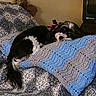 Bella joined the competition — help win amazing prizes! bed, black_and_white, blanket, comfort, cozy, cushion, dog, domestic_animal, fabric, fur, furry, household, indoor, patterned, pet, relaxation, resting, sleepy, snuggle, tail