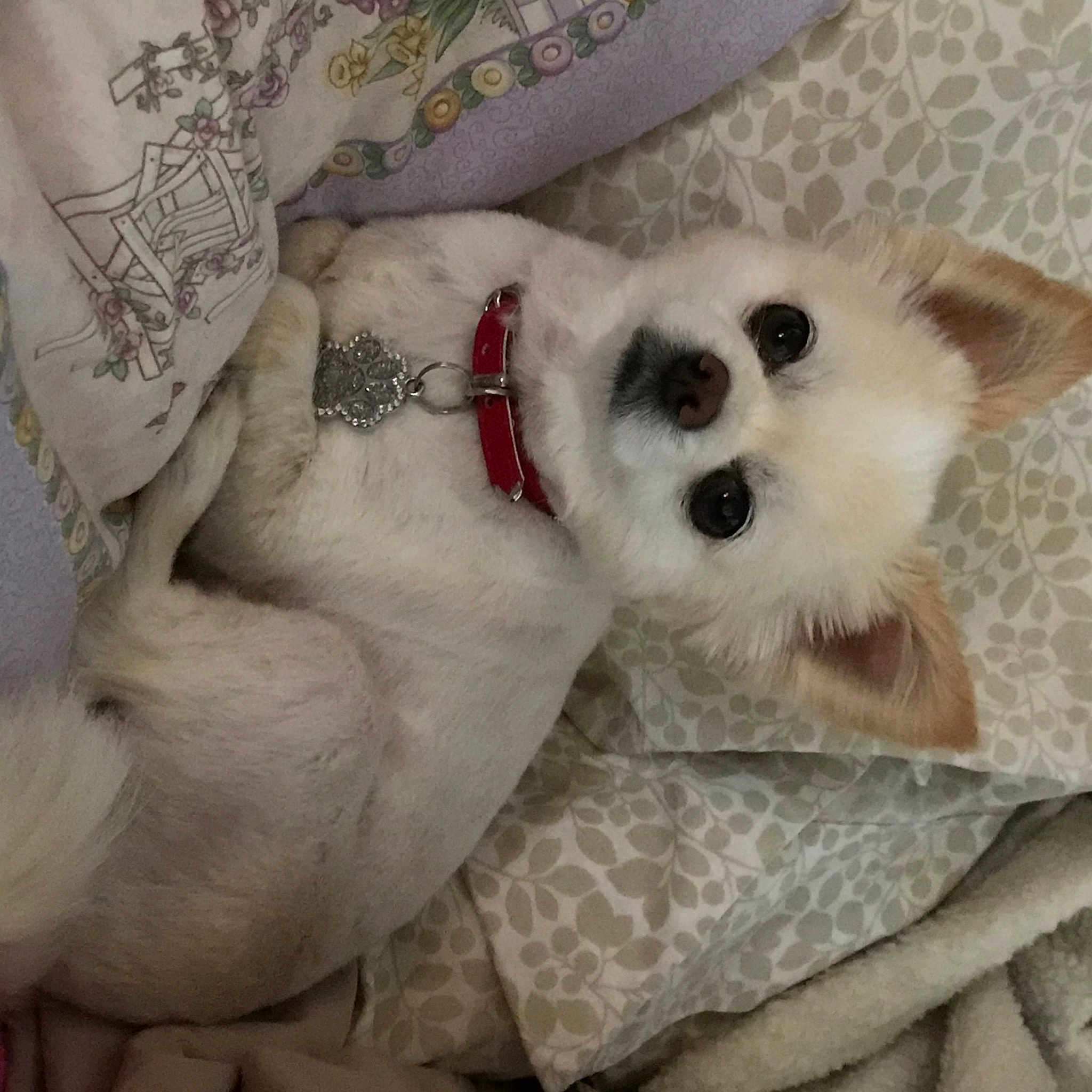 Spunky