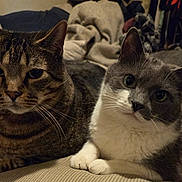 Lucifer is registered to the contest to win money with this photo: cat, tabby_cat, gray_cat, pets, feline, indoor, couch, furniture, resting, animal, whiskers, closeup, domestic_animal, companions, relaxed, cute, portrait, two_animals, looking_at_camera, cozy