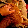 cat, orange_tabby, hand, petting, blanket, cozy, indoor, relaxing, feline, fur, sleepy, comfort, warm_light, resting, domestic_animal, animal, cute, soft, companionship, casual
