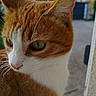 Chouquette participe au concours pour gagner de l'argent avec cette photo : cat, orange_cat, white_fur, close_up, outdoor, animal, pet, whiskers, ears, fur, face, green_eyes, nature, daylight, curious, portrait, mammal, looking_away, background_blur, sky