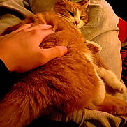 Chouquette participe au concours pour gagner de l'argent avec cette photo : cat, orange_cat, hand, blanket, indoor, pet, relaxing, cozy, fur, sleepy, human_hand, comfort, resting, animal, domestic_cat, warm_lighting, close_up, soft_texture, cute, snuggling