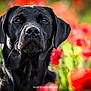 dog, black_labrador, flower_field, poppies, outdoor, nature, animal, portrait, close_up, summer, greenery, soft_light, background_blur, pets, canine, fur, snout, ears, alert, peaceful