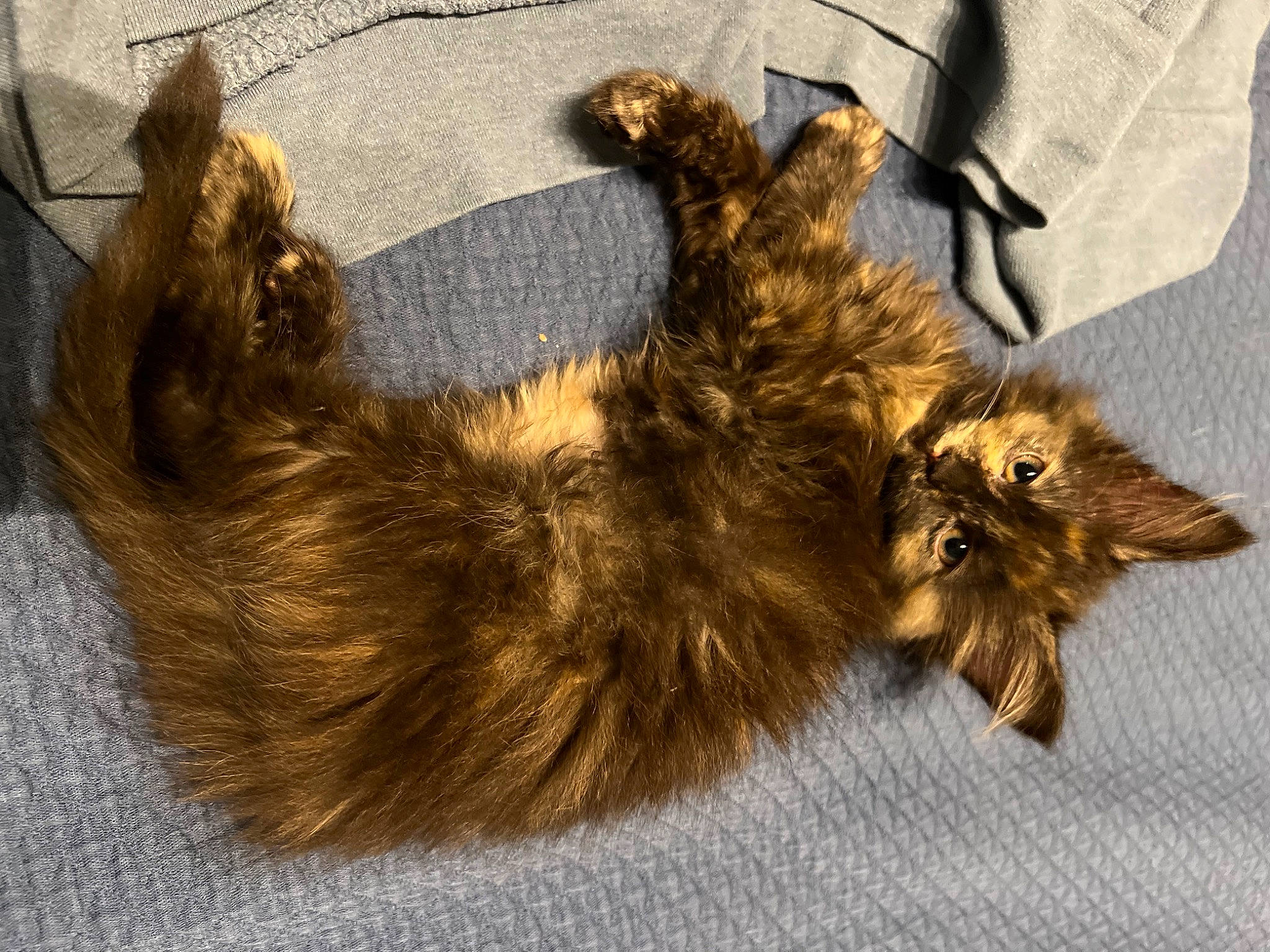 Juice joined the competition — help win amazing prizes! carnivore, cat, claw, domestic_short_haired_cat, felidae, fur, liver, paw, small_to_medium_sized_cats, tail, terrestrial_animal, whiskers