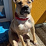 dog, pet, animal, sitting, portrait, short_hair, tan_coat, red_collar, floppy_ears, dark_muzzle, outdoor, sunlight, yellow_wall, pebble_floor, patio, shadow, door, play_mat, front_facing, serious_expression