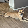 dog, canine, tan_dog, lying_down, stretching, relaxed, indoors, kitchen, wood_floor, appliances, oven, dishwasher, cabinet, home, portrait, pet, ears, paws, tail, photography
