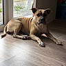dog, canine, tan_dog, short_hair, lying_down, relaxed, indoors, window, wood_floor, home, portrait, animal, pet, floppy_ears, dark_muzzle, white_chest, paws, natural_light, garden, dandelions
