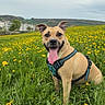 dog, pet, canine, sitting, happy, tongue_out, smiling, harness, outdoor, wildflowers, dandelions, meadow, grass, countryside, landscape, hills, village, nature, portrait, overcast_sky