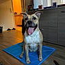 dog, pet, animal, sitting, smiling, tongue, happy, portrait, indoors, home, living_room, blue_mat, wood_floor, furniture, cabinet, doorway, warm_lighting, upright_ears, short_hair, front_view