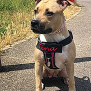 Tina participe au concours pour gagner de l'argent avec cette photo : dog, puppy, tan_dog, sitting, outdoors, street, pavement, harness, collar, name_tag, pink_accessories, black_and_tan, short_hair, floppy_ears, looking_at_camera, portrait, sunlight, shadow, cars, urban_background