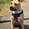 dog, puppy, tan_dog, sitting, outdoors, street, pavement, harness, collar, name_tag, pink_accessories, black_and_tan, short_hair, floppy_ears, looking_at_camera, portrait, sunlight, shadow, cars, urban_background