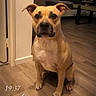 Tina participe au concours pour gagner de l'argent avec cette photo : dog, tan_dog, sitting, portrait, indoors, living_room, wooden_floor, home, furniture, couch, coffee_table, window, warm_lighting, looking_at_camera, floppy_ears, short_hair, collar, front_legs, pet, timestamp