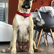 Tina participe au concours pour gagner de l'argent avec cette photo : dog, canine, pet, portrait, sitting, indoors, red_collar, short_hair, tan_fur, black_muzzle, floppy_ears, brown_eyes, floor, wood_floor, chair, home, living_room, butterfly_decor, centered_composition, funny_expression