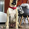 dog, canine, pet, portrait, sitting, indoors, red_collar, short_hair, tan_fur, black_muzzle, floppy_ears, brown_eyes, floor, wood_floor, chair, home, living_room, butterfly_decor, centered_composition, funny_expression