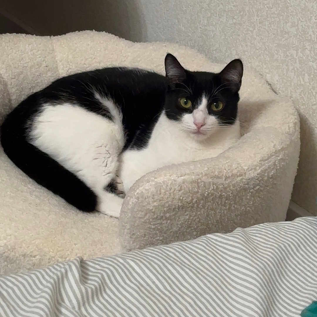 Nala joined the competition — help win amazing prizes! cat, black_and_white, pet_bed, cozy, indoor, striped_bedspread, feline, resting, curious, green_eyes, wall, texture, comfortable, animal, domestic, cute, relaxed, sleeping_area, furniture, quiet