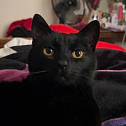 Kitty is registered to the contest to win money with this photo: alert, animal, bed, bedroom, black_cat, black_fur, blanket, cat, close_up, cozy, dresser, fan, feline, furniture, golden_eyes, indoors, pet, portrait, sitting, whiskers